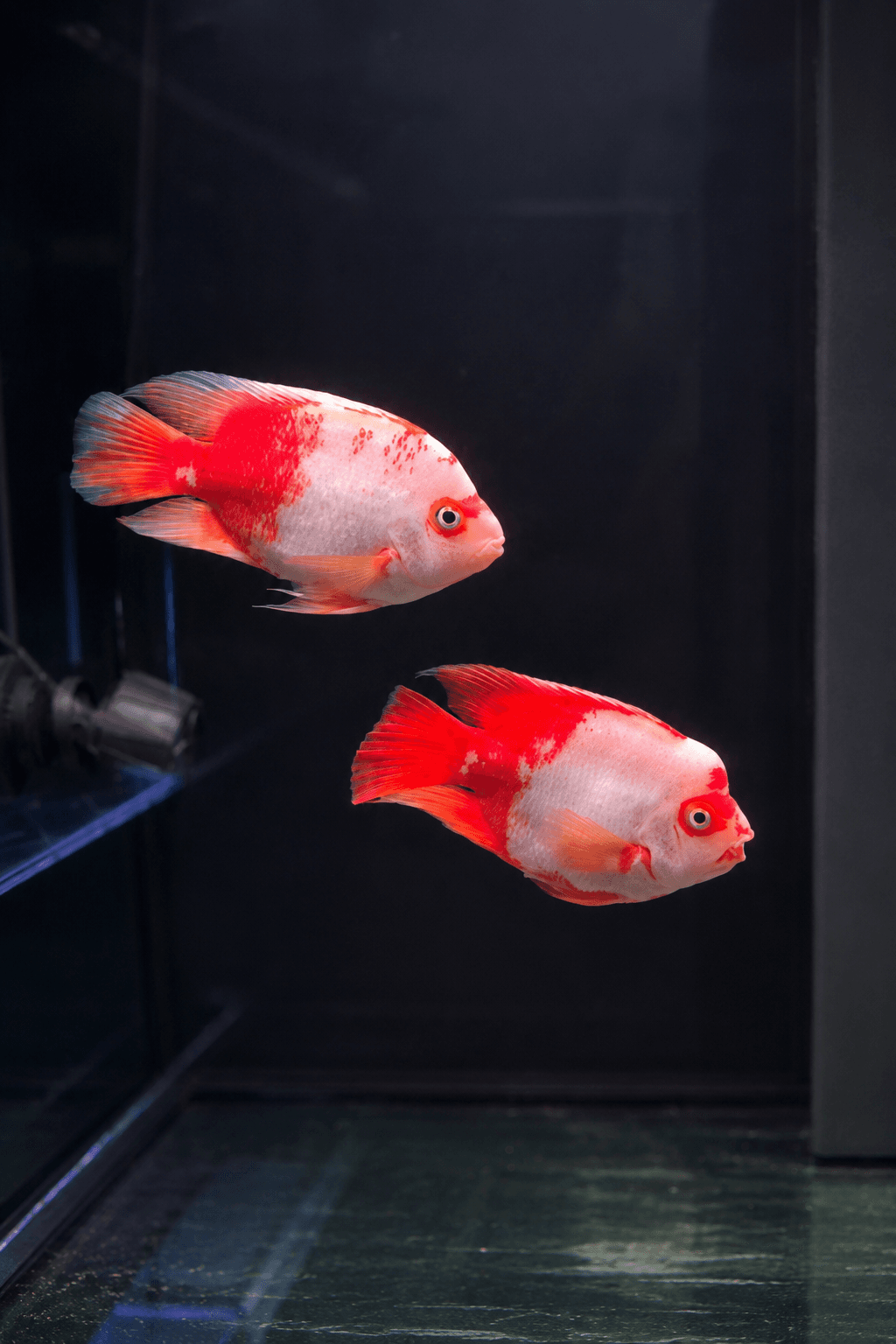 Santa parrots