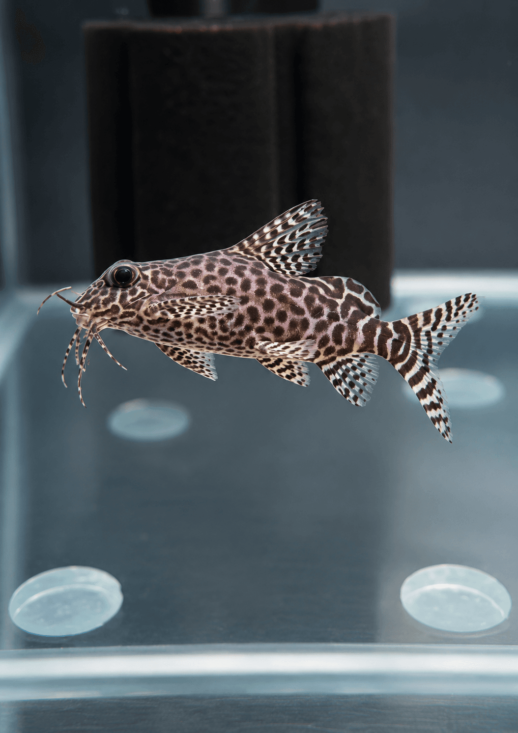 Synodontis Ocellifer