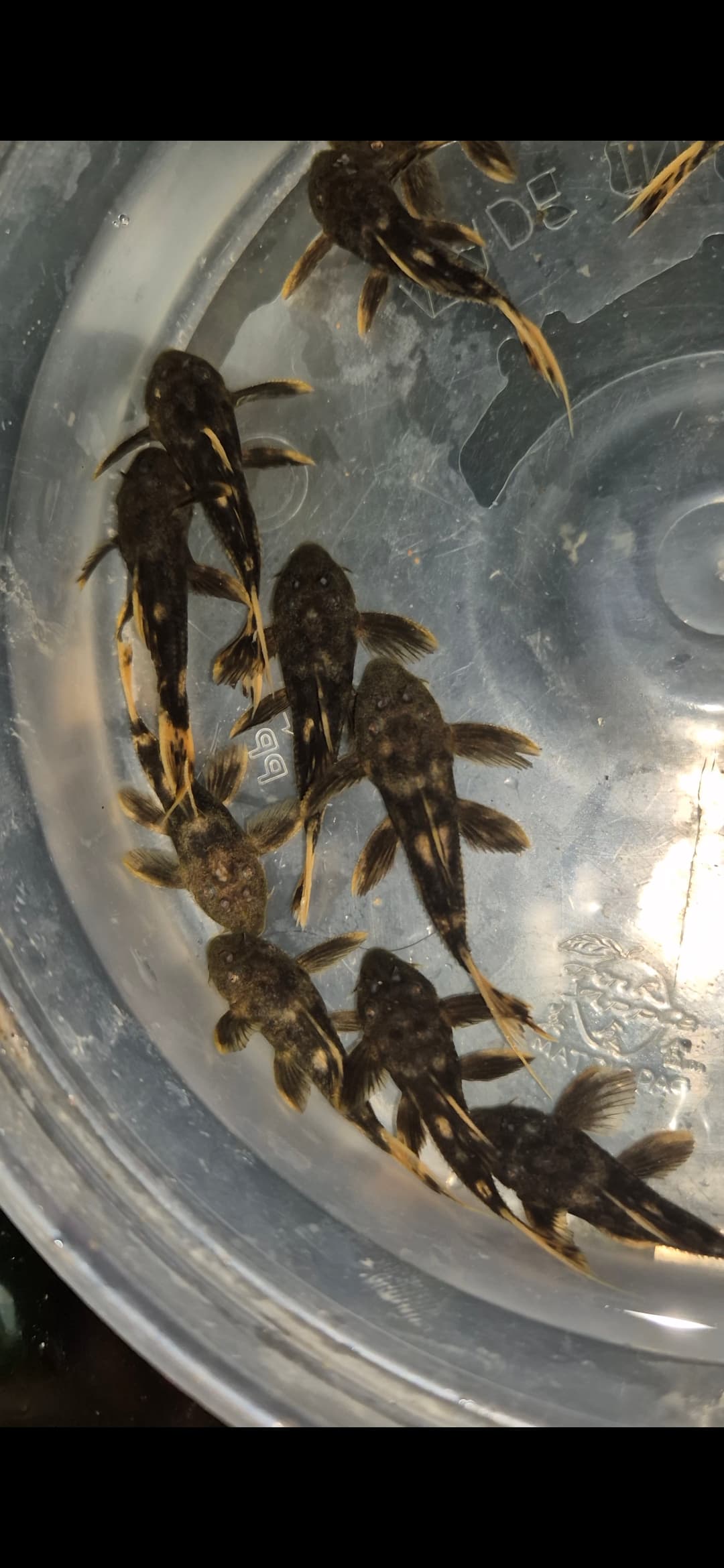L25 Cactus pleco 7 pointers