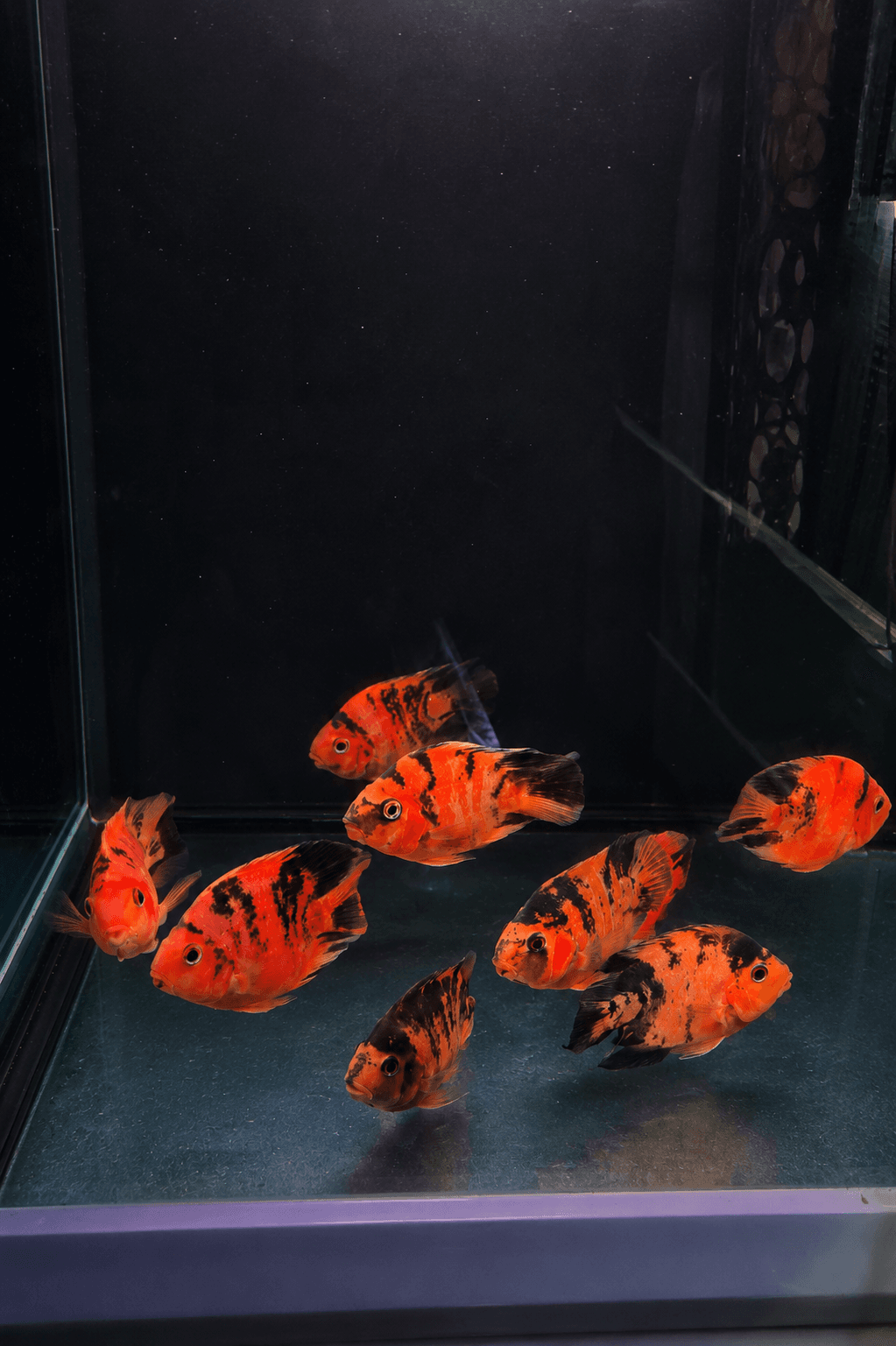 Tiger parrots orange