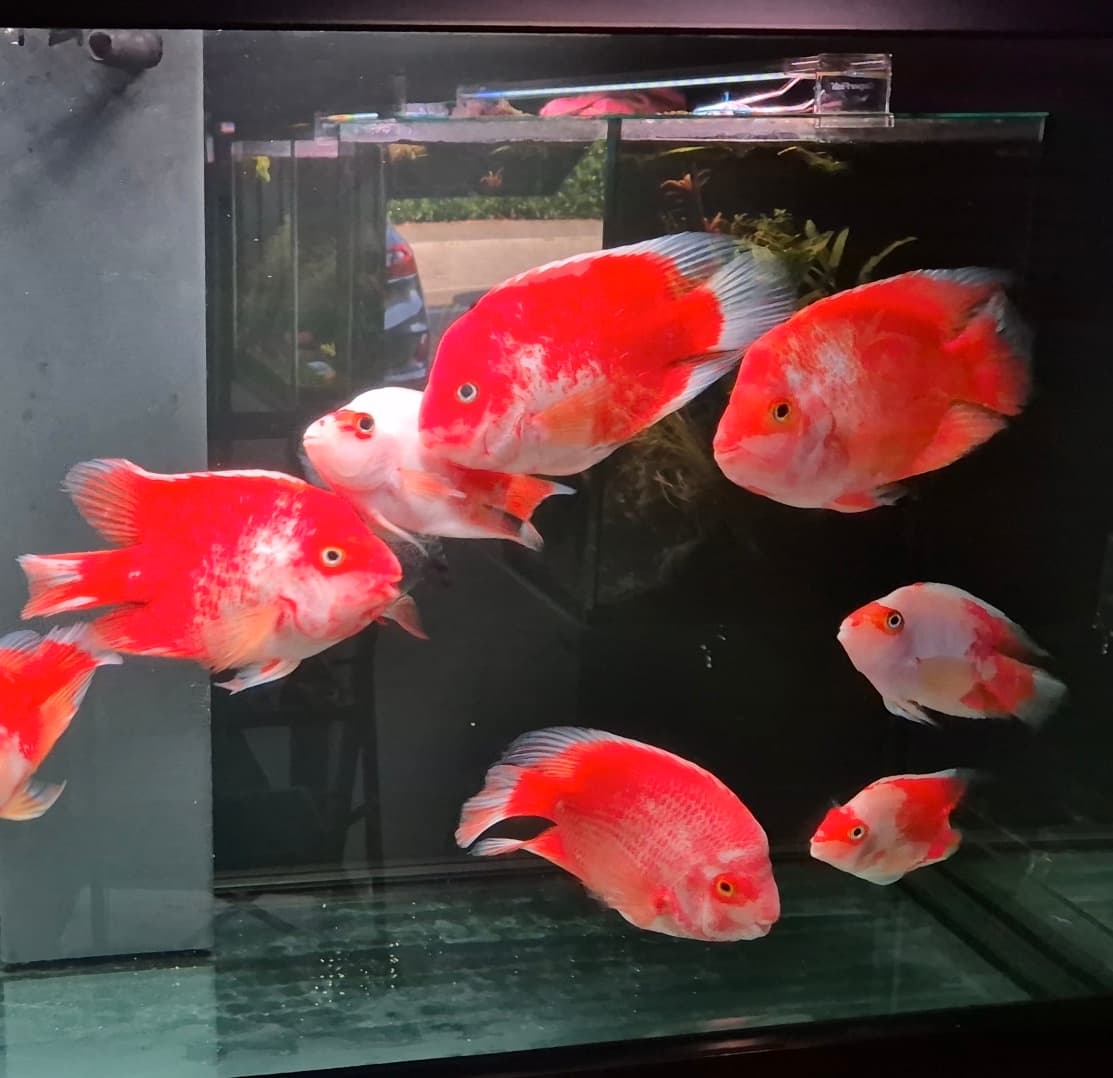 XL Santa King Kong Parrots