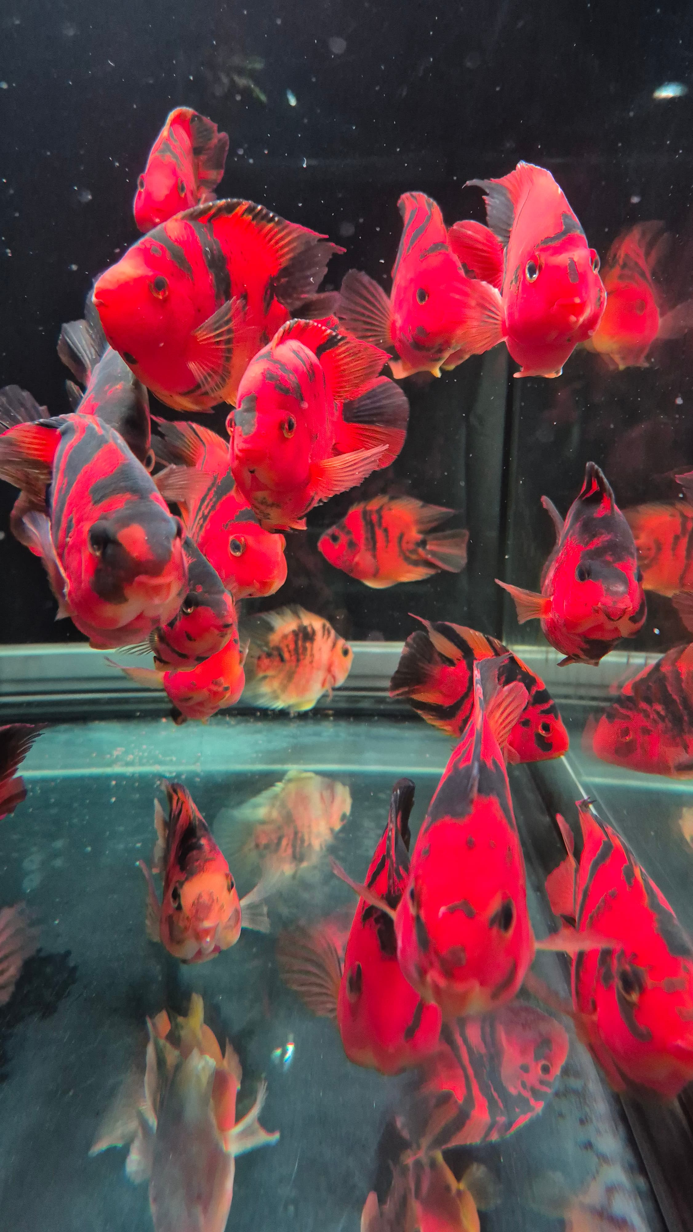 Red tiger parrots