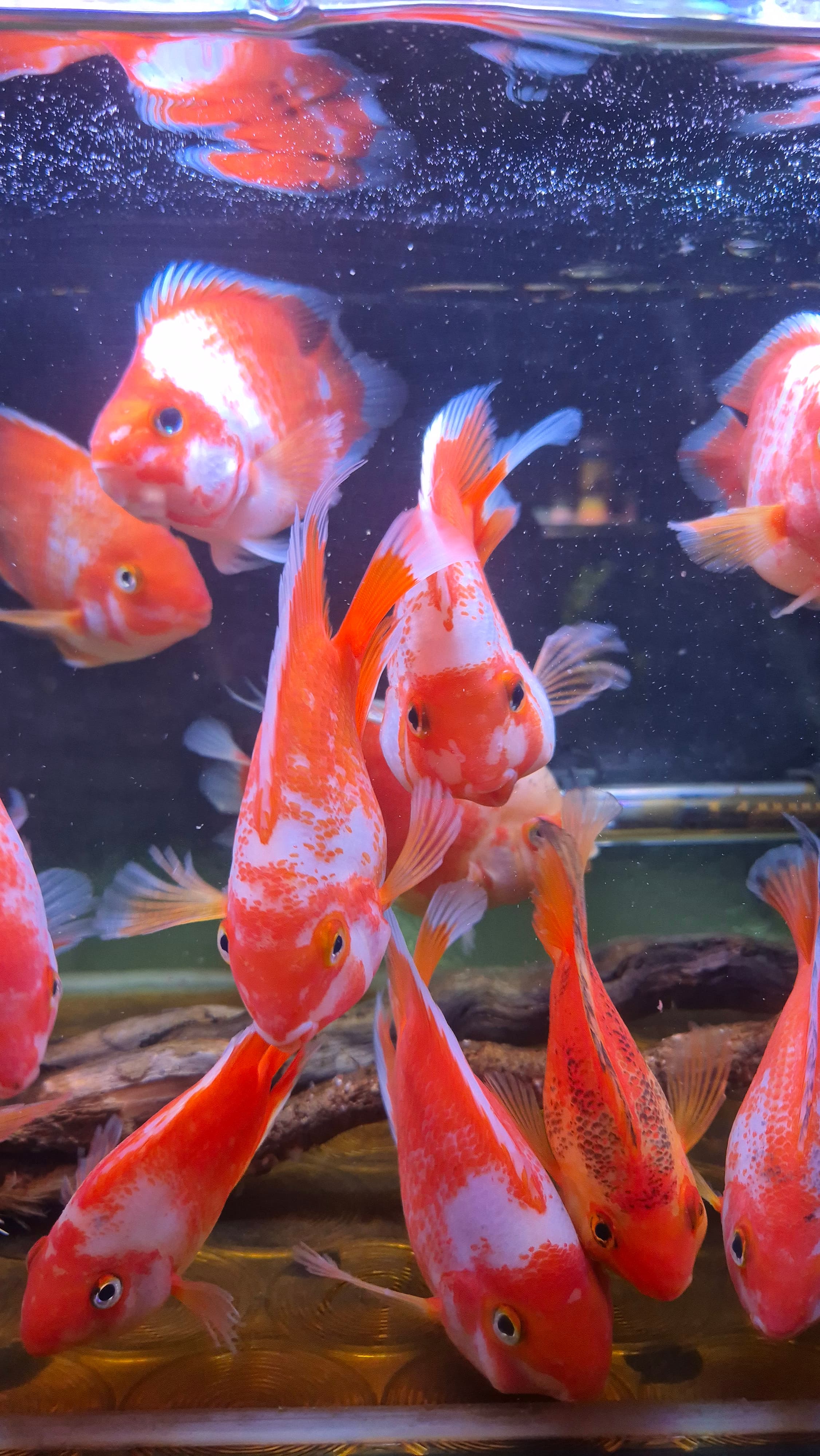 Santa parrots