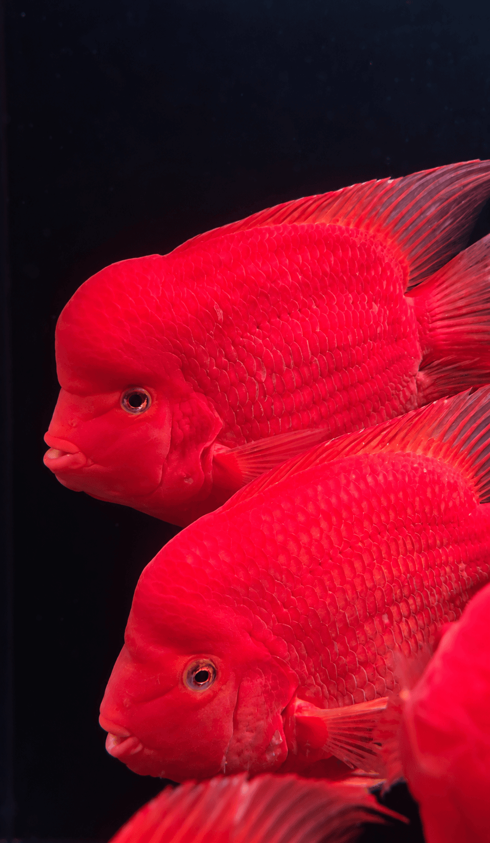 Red mammom cichlid