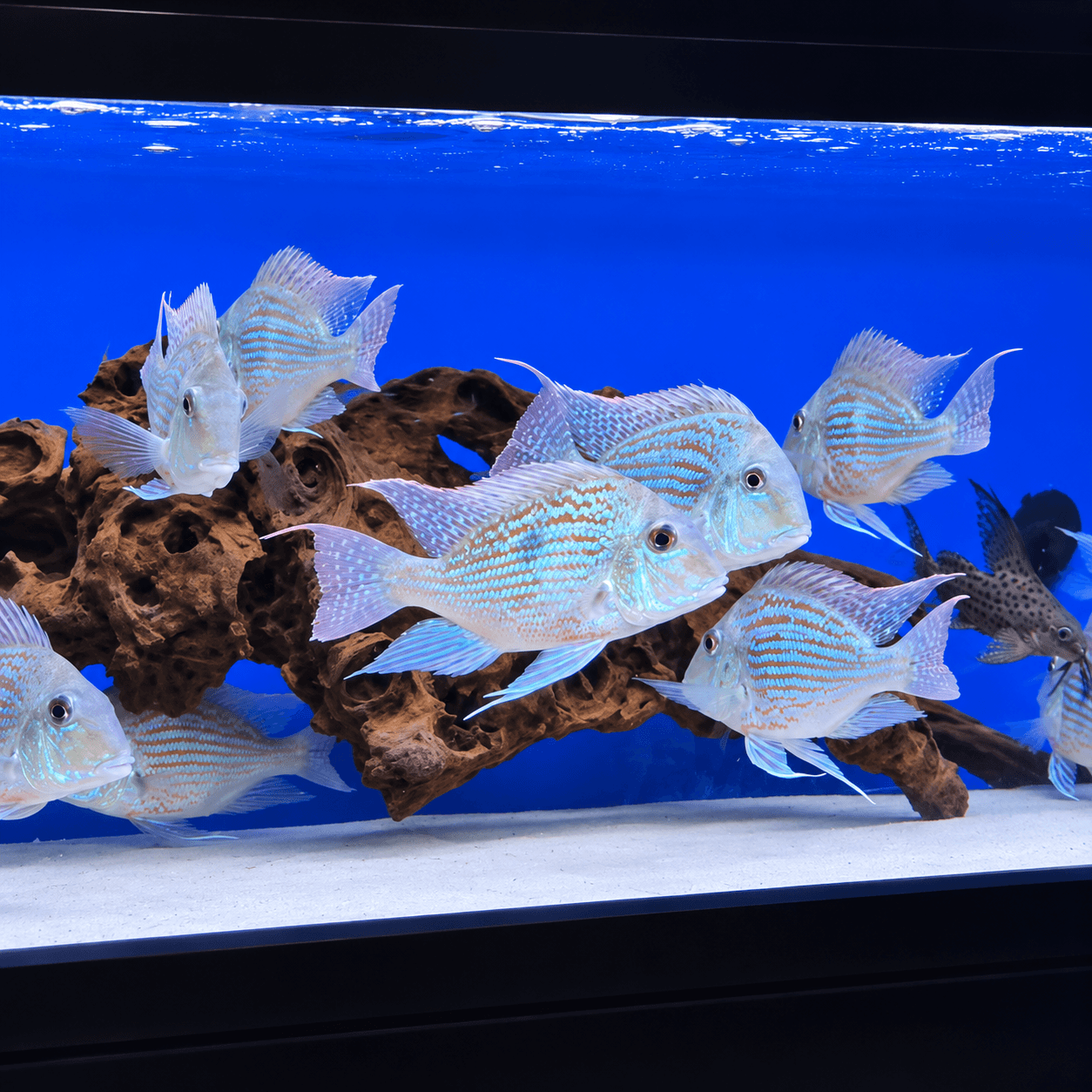 Geophagus surinamensis