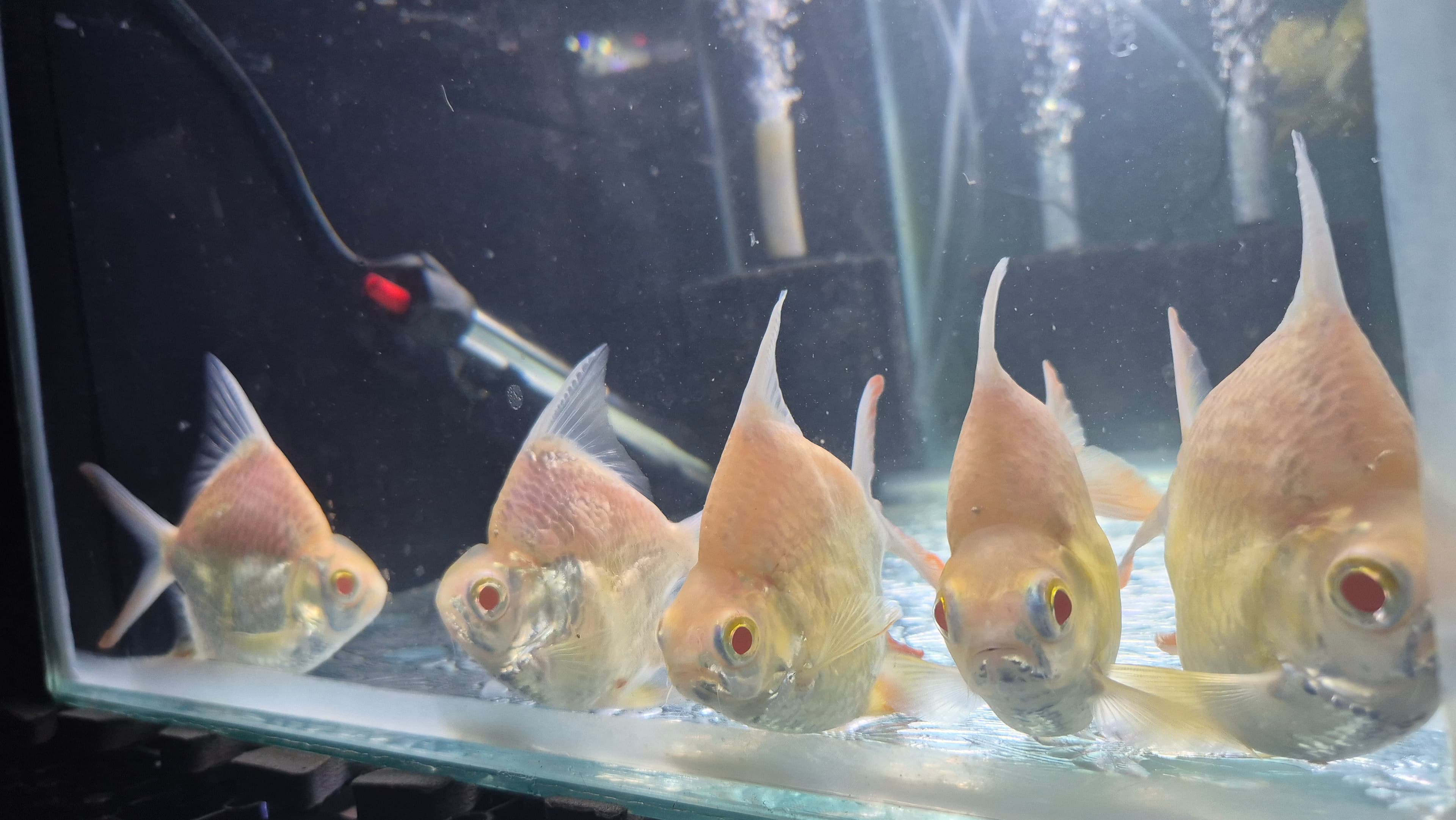 Short Body Albino TIn Foil Barbs