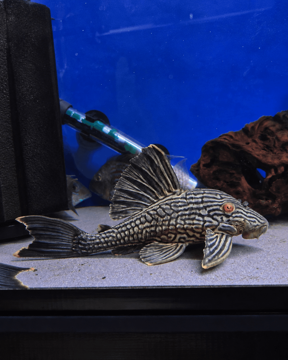L27a Pleco