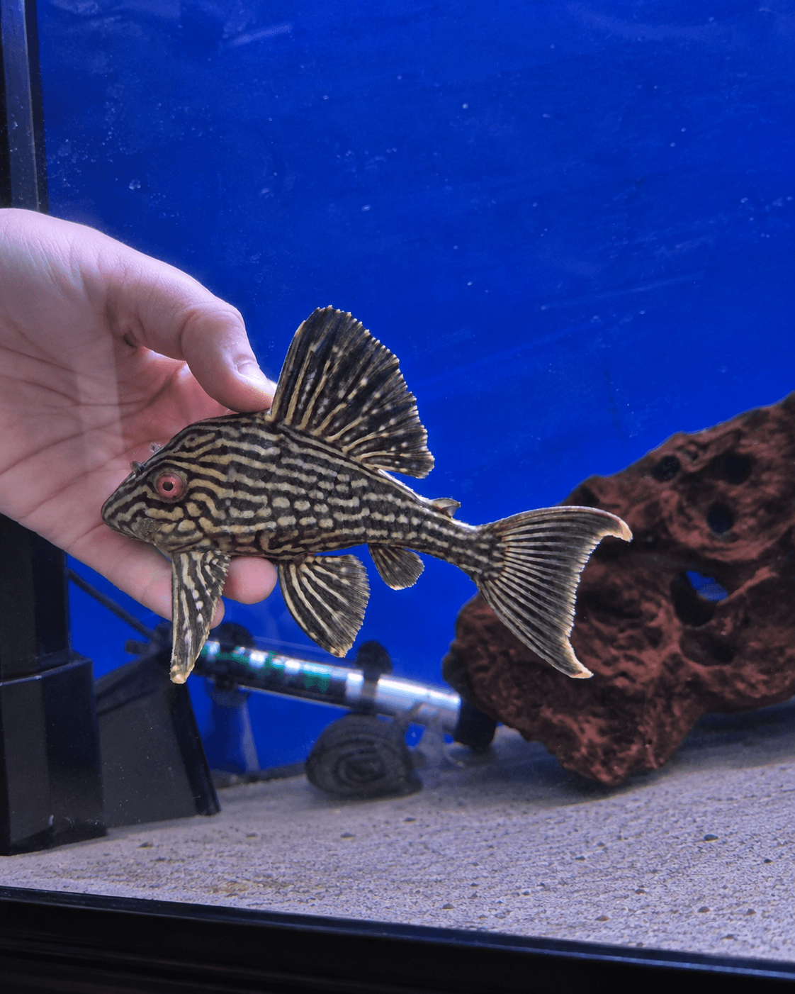 L27a Pleco