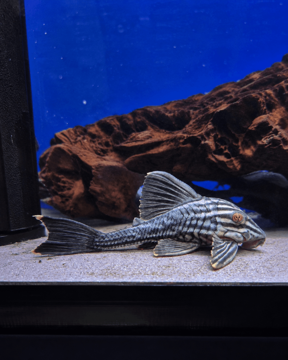 L091 pleco