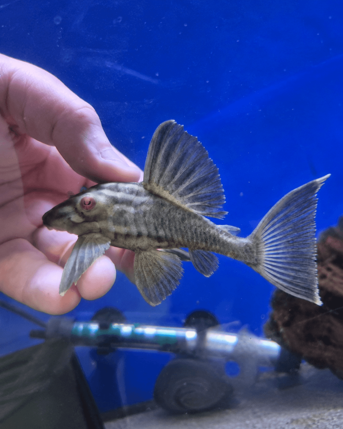 L091 Pleco